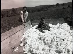 Boys playing in freshly picked cotton circa 1955
